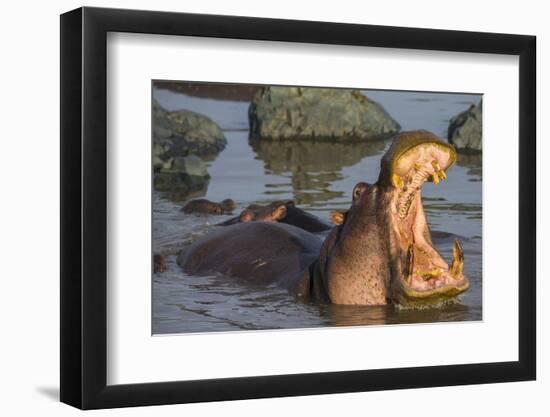 Africa. Tanzania. Hippopotamus, Serengeti National Park.-Ralph H. Bendjebar-Framed Photographic Print