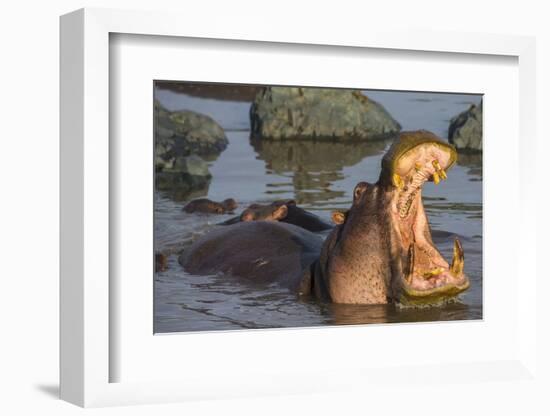 Africa. Tanzania. Hippopotamus, Serengeti National Park.-Ralph H. Bendjebar-Framed Photographic Print