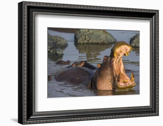 Africa. Tanzania. Hippopotamus, Serengeti National Park.-Ralph H. Bendjebar-Framed Photographic Print