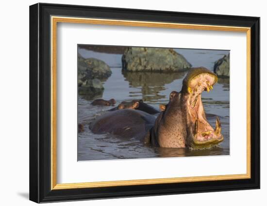 Africa. Tanzania. Hippopotamus, Serengeti National Park.-Ralph H. Bendjebar-Framed Photographic Print