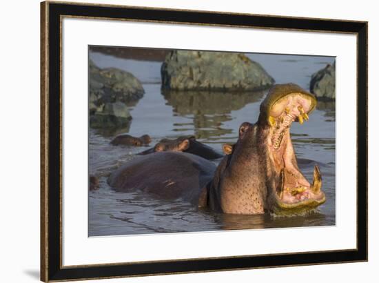 Africa. Tanzania. Hippopotamus, Serengeti National Park.-Ralph H. Bendjebar-Framed Premium Photographic Print