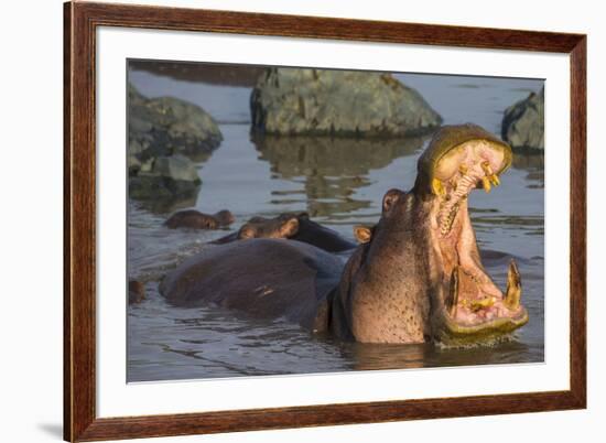 Africa. Tanzania. Hippopotamus, Serengeti National Park.-Ralph H. Bendjebar-Framed Premium Photographic Print