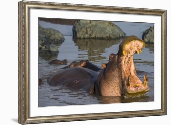 Africa. Tanzania. Hippopotamus, Serengeti National Park.-Ralph H. Bendjebar-Framed Premium Photographic Print