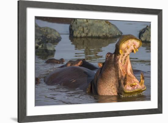 Africa. Tanzania. Hippopotamus, Serengeti National Park.-Ralph H. Bendjebar-Framed Premium Photographic Print