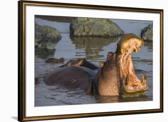 Africa. Tanzania. Hippopotamus, Serengeti National Park.-Ralph H. Bendjebar-Framed Premium Photographic Print