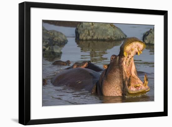 Africa. Tanzania. Hippopotamus, Serengeti National Park.-Ralph H. Bendjebar-Framed Premium Photographic Print