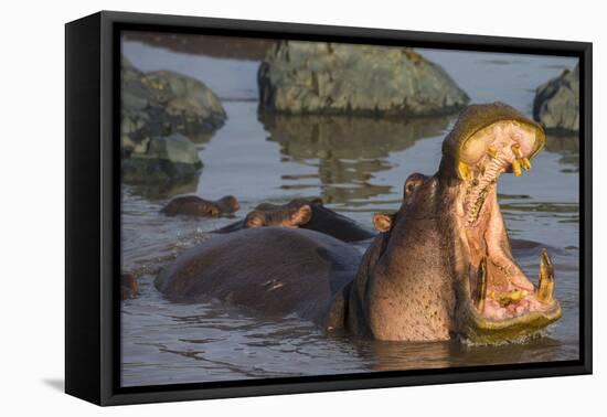 Africa. Tanzania. Hippopotamus, Serengeti National Park.-Ralph H. Bendjebar-Framed Premier Image Canvas