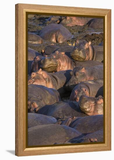 Africa. Tanzania. Hippopotamus, Serengeti National Park.-Ralph H. Bendjebar-Framed Premier Image Canvas