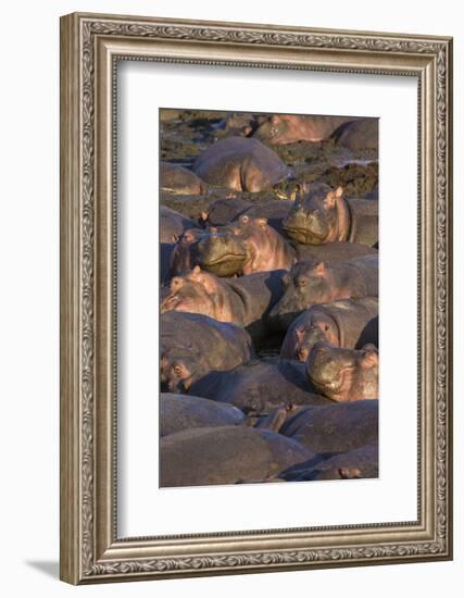 Africa. Tanzania. Hippopotamus, Serengeti National Park.-Ralph H. Bendjebar-Framed Photographic Print