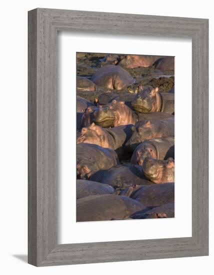 Africa. Tanzania. Hippopotamus, Serengeti National Park.-Ralph H. Bendjebar-Framed Photographic Print