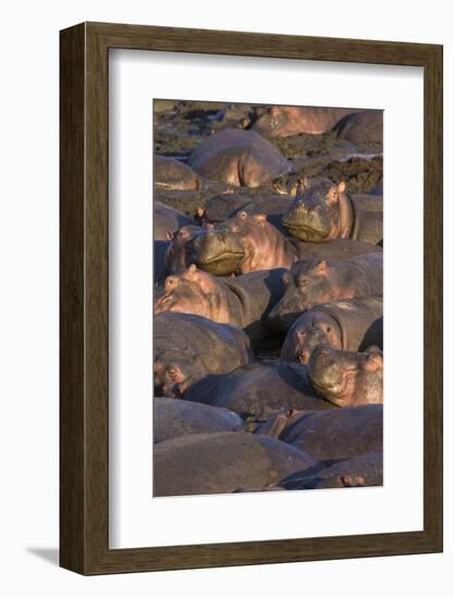 Africa. Tanzania. Hippopotamus, Serengeti National Park.-Ralph H. Bendjebar-Framed Photographic Print