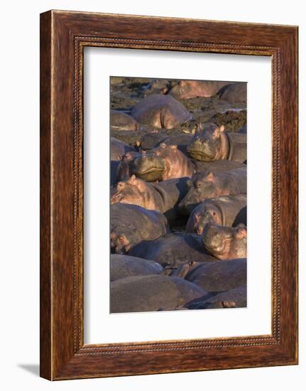 Africa. Tanzania. Hippopotamus, Serengeti National Park.-Ralph H. Bendjebar-Framed Photographic Print