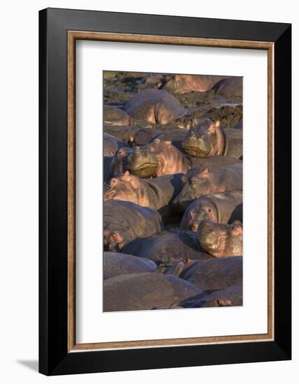 Africa. Tanzania. Hippopotamus, Serengeti National Park.-Ralph H. Bendjebar-Framed Photographic Print