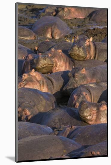 Africa. Tanzania. Hippopotamus, Serengeti National Park.-Ralph H. Bendjebar-Mounted Photographic Print