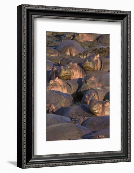 Africa. Tanzania. Hippopotamus, Serengeti National Park.-Ralph H. Bendjebar-Framed Photographic Print