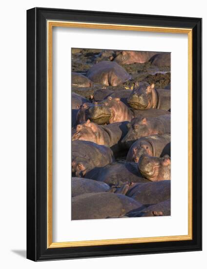 Africa. Tanzania. Hippopotamus, Serengeti National Park.-Ralph H. Bendjebar-Framed Photographic Print