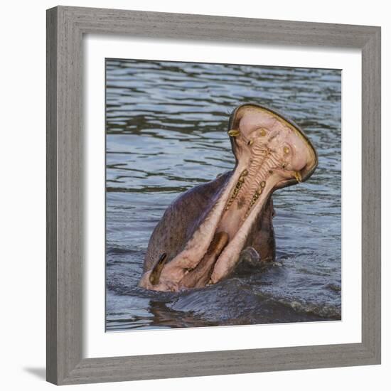 Africa. Tanzania. Hippopotamus yawn, Serengeti National Park.-Ralph H. Bendjebar-Framed Photographic Print