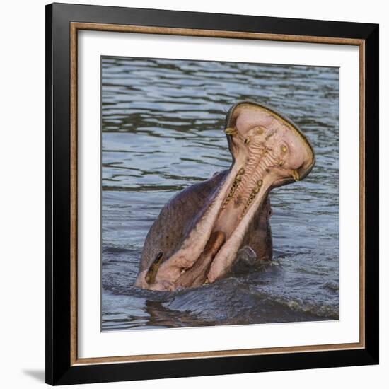 Africa. Tanzania. Hippopotamus yawn, Serengeti National Park.-Ralph H. Bendjebar-Framed Photographic Print