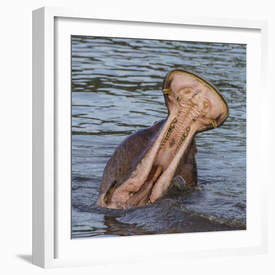 Africa. Tanzania. Hippopotamus yawn, Serengeti National Park.-Ralph H. Bendjebar-Framed Photographic Print