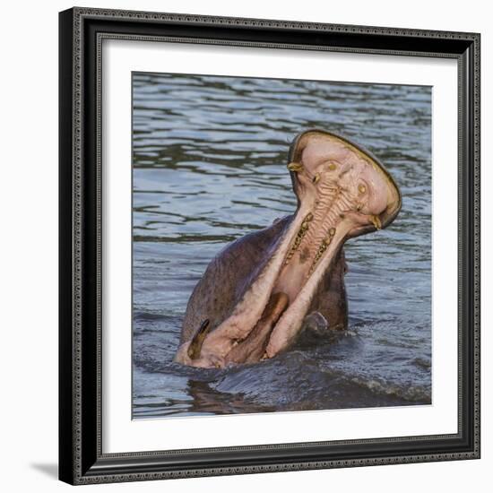 Africa. Tanzania. Hippopotamus yawn, Serengeti National Park.-Ralph H. Bendjebar-Framed Photographic Print