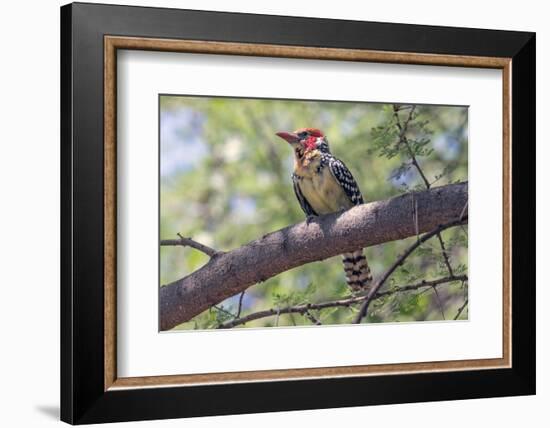 Africa, Tanzania, Lake Manyara National Park. Red-and-yellow Barbet (Trachyphonus erythrocephalus)-Charles Sleicher-Framed Photographic Print