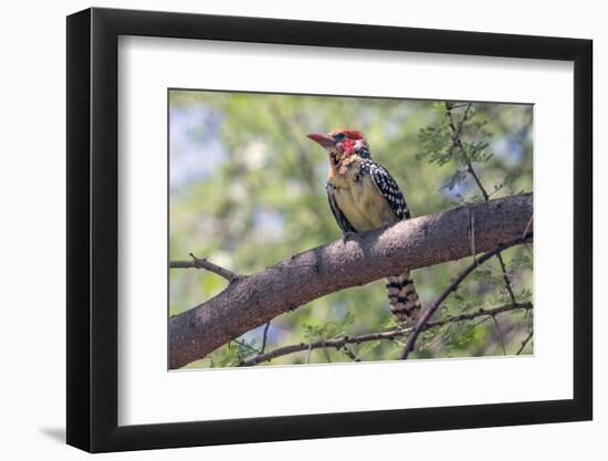 Africa, Tanzania, Lake Manyara National Park. Red-and-yellow Barbet (Trachyphonus erythrocephalus)-Charles Sleicher-Framed Photographic Print