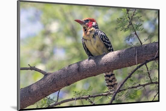 Africa, Tanzania, Lake Manyara National Park. Red-and-yellow Barbet (Trachyphonus erythrocephalus)-Charles Sleicher-Mounted Photographic Print