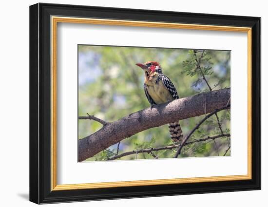 Africa, Tanzania, Lake Manyara National Park. Red-and-yellow Barbet (Trachyphonus erythrocephalus)-Charles Sleicher-Framed Photographic Print