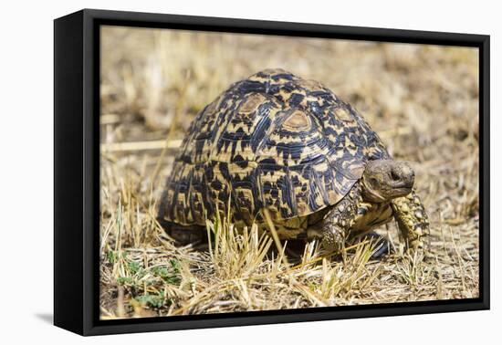 Africa. Tanzania. Leopard tortoise, Stigmochelys pardalis, Serengeti National Park.-Ralph H. Bendjebar-Framed Premier Image Canvas