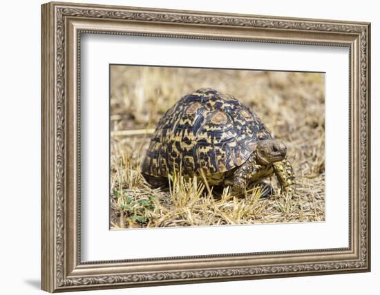 Africa. Tanzania. Leopard tortoise, Stigmochelys pardalis, Serengeti National Park.-Ralph H. Bendjebar-Framed Photographic Print