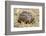 Africa. Tanzania. Leopard tortoise, Stigmochelys pardalis, Serengeti National Park.-Ralph H. Bendjebar-Framed Photographic Print