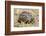 Africa. Tanzania. Leopard tortoise, Stigmochelys pardalis, Serengeti National Park.-Ralph H. Bendjebar-Framed Photographic Print