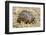 Africa. Tanzania. Leopard tortoise, Stigmochelys pardalis, Serengeti National Park.-Ralph H. Bendjebar-Framed Photographic Print