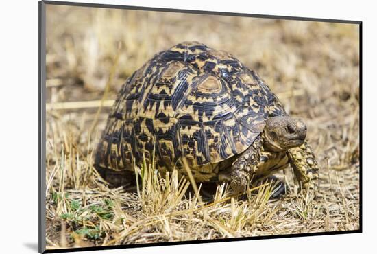 Africa. Tanzania. Leopard tortoise, Stigmochelys pardalis, Serengeti National Park.-Ralph H. Bendjebar-Mounted Photographic Print