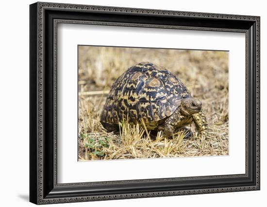 Africa. Tanzania. Leopard tortoise, Stigmochelys pardalis, Serengeti National Park.-Ralph H. Bendjebar-Framed Photographic Print