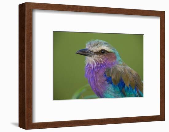 Africa. Tanzania. Lilac-breasted roller in Serengeti National Park.-Ralph H. Bendjebar-Framed Photographic Print