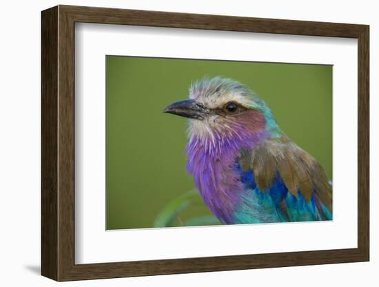 Africa. Tanzania. Lilac-breasted roller in Serengeti National Park.-Ralph H. Bendjebar-Framed Photographic Print