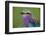 Africa. Tanzania. Lilac-breasted roller in Serengeti National Park.-Ralph H. Bendjebar-Framed Photographic Print