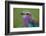 Africa. Tanzania. Lilac-breasted roller in Serengeti National Park.-Ralph H. Bendjebar-Framed Photographic Print