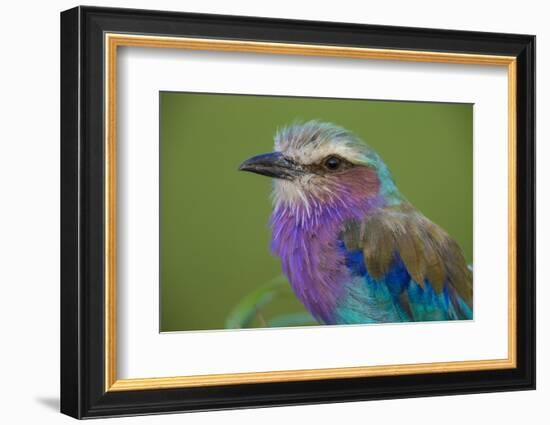 Africa. Tanzania. Lilac-breasted roller in Serengeti National Park.-Ralph H. Bendjebar-Framed Photographic Print