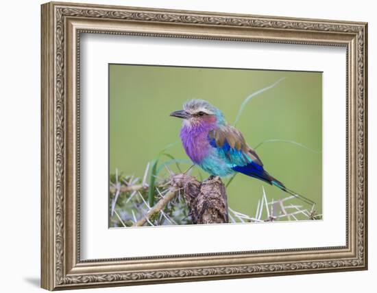 Africa. Tanzania. Lilac-breasted roller in Serengeti National Park.-Ralph H. Bendjebar-Framed Photographic Print