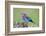 Africa. Tanzania. Lilac-breasted roller in Serengeti National Park.-Ralph H. Bendjebar-Framed Photographic Print