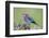 Africa. Tanzania. Lilac-breasted roller in Serengeti National Park.-Ralph H. Bendjebar-Framed Photographic Print