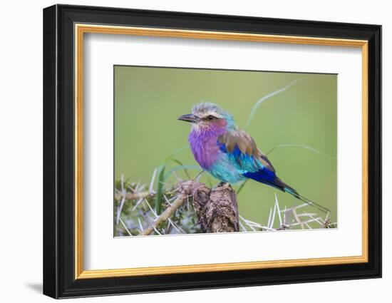 Africa. Tanzania. Lilac-breasted roller in Serengeti National Park.-Ralph H. Bendjebar-Framed Photographic Print