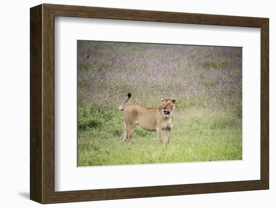 Africa, Tanzania. Lioness in flowery grass.-Jaynes Gallery-Framed Photographic Print