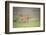 Africa, Tanzania. Lioness in flowery grass.-Jaynes Gallery-Framed Photographic Print