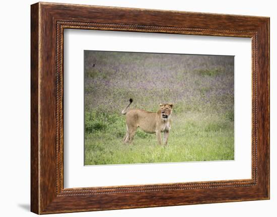 Africa, Tanzania. Lioness in flowery grass.-Jaynes Gallery-Framed Photographic Print