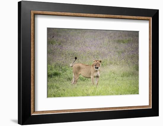 Africa, Tanzania. Lioness in flowery grass.-Jaynes Gallery-Framed Photographic Print