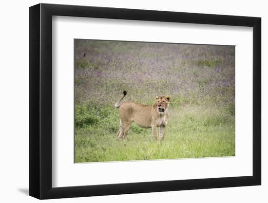 Africa, Tanzania. Lioness in flowery grass.-Jaynes Gallery-Framed Photographic Print