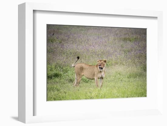 Africa, Tanzania. Lioness in flowery grass.-Jaynes Gallery-Framed Photographic Print